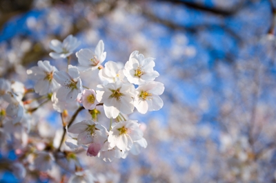 ��� ���� ���� �̹���