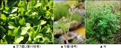 ��� ���� ���� �̹���