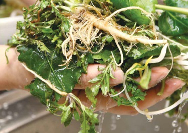 ��� ���� ���� �̹���