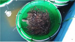 ��� ���� ���� �̹���