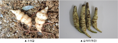 ��� ���� ���� �̹���