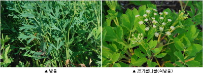 ��� ���� ���� �̹���